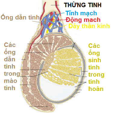 Giãn tĩnh mạch tinh khiến đàn ông vô sinh