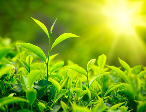 Uống trà xanh thế nào để ngăn ngừa ung thư buồng trứng?