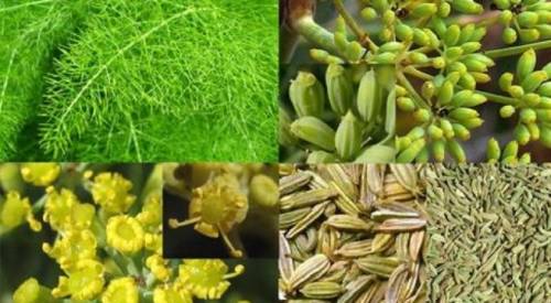 Bài thuốc hay cho người khó thụ thai