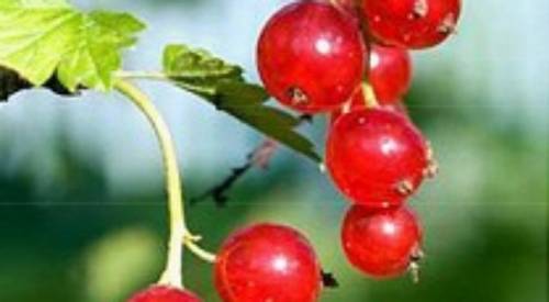 Thêm 3 bài thuốc trị chứng khó thụ thai